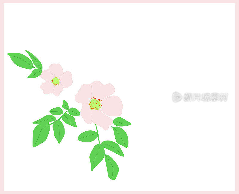 蔷薇花粉红色，绿叶相框。植物罗莎犬绘制插图，矢量设计eps 10